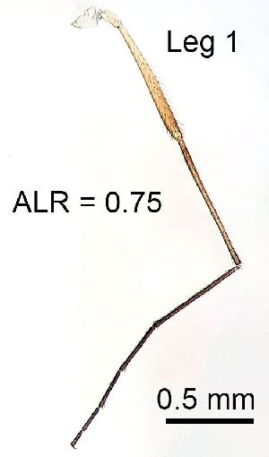  ( - 2023.08.22 Parametriocnemus (specimen 2))  @11 [ ] CreativeCommons - Attribution Share-Alike (2024) Unspecified University of Lausanne