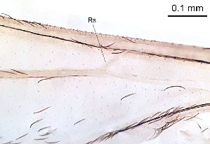  ( - 2024.08.22 Cecidomyiidi BOLD:AAN5271(C56))  @11 [ ] CreativeCommons - Attribution Share-Alike (2025) Unspecified University of Lausanne