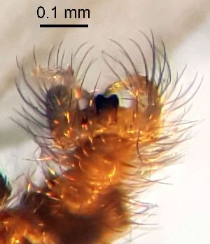  ( - 2024.08.22 Cecidomyiidi BOLD:AAN5271 (C62))  @11 [ ] CreativeCommons - Attribution Share-Alike (2025) Unspecified University of Lausanne