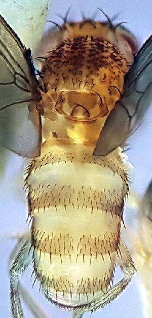  ( - 2020.09.06 Drosophila mercatorum)  @11 [ ] CreativeCommons - Attribution Share-Alike (2023) Unspecified University of Lausanne