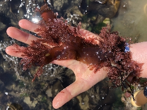  ( - BECVAN165)  @11 [ ] CreativeCommons - Attribution Non-Commercial Share-Alike (2020) Unspecified University of British Columbia