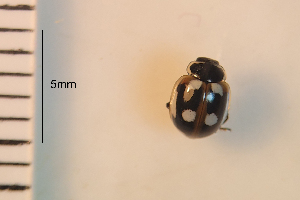  ( - ARVAQ-905-CG)  @11 [ ] CC BY-NC 4.0 (2025) Unspecified INIBIOMA
