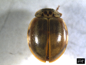  ( - VAQAR-703-HQ)  @11 [ ] Proyecto Vaquitas (2023) CC BY-NC 4.0 INIBIOMA