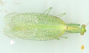  (Nanomantidae - gvc10415-1L)  @13 [ ] Copyright (2004) Graeme V. Cocks Unspecified