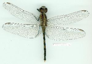  ( - gvc14159-1L)  @13 [ ] Copyright (2004) Graeme V. Cocks Research Collection of Graeme Cocks