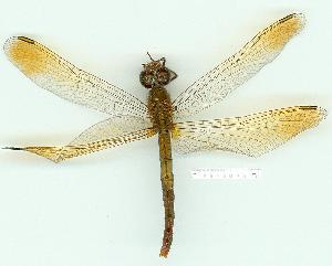  ( - gvc14355-1L)  @13 [ ] Copyright (2004) Graeme V. Cocks Research Collection of Graeme Cocks
