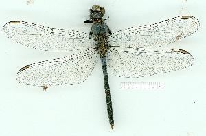  ( - gvc14377-1L)  @14 [ ] Copyright (2004) Graeme V. Cocks Research Collection of Graeme Cocks