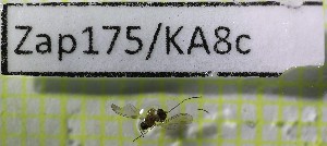  ( - Zap175)  @11 [ ] Unspecified (default): All Rights Reserved  Unspecified Unspecified