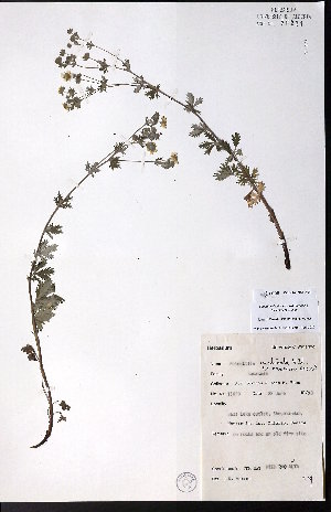  (Potentilla inclinata - CCDB-23954-A01)  @11 [ ] CreativeCommons - Attribution (2015) University of Alberta Herbarium University of Alberta Herbarium