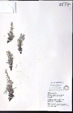  ( - CCDB-23954-A07)  @11 [ ] CreativeCommons - Attribution (2015) University of Alberta Herbarium University of Alberta Herbarium