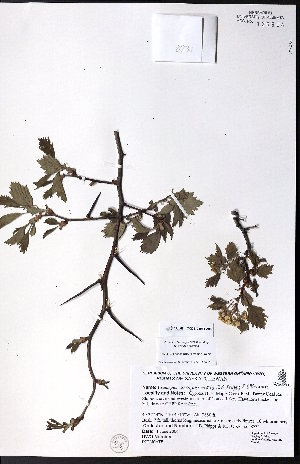  ( - CCDB-23954-A08)  @11 [ ] CreativeCommons - Attribution (2015) University of Alberta Herbarium University of Alberta Herbarium