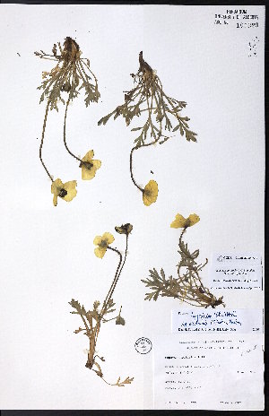  (Papaver lapponicum ssp occidentale - CCDB-23954-A10)  @11 [ ] CreativeCommons - Attribution (2015) University of Alberta Herbarium University of Alberta Herbarium