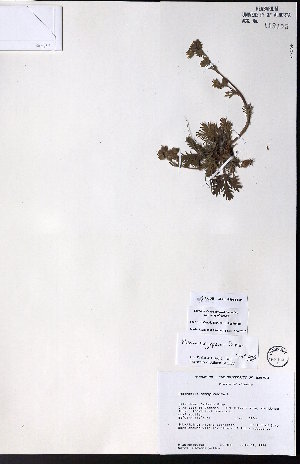  (Potentilla jepsonii - CCDB-23954-B01)  @11 [ ] CreativeCommons - Attribution (2015) University of Alberta Herbarium University of Alberta Herbarium