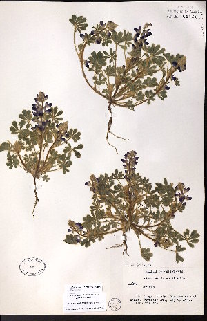  ( - CCDB-23954-B08)  @11 [ ] CreativeCommons - Attribution (2015) University of Alberta Herbarium University of Alberta Herbarium
