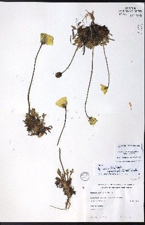  ( - CCDB-23954-B10)  @11 [ ] CreativeCommons - Attribution (2015) University of Alberta Herbarium University of Alberta Herbarium