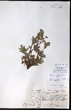  ( - CCDB-23954-C01)  @11 [ ] CreativeCommons - Attribution (2015) University of Alberta Herbarium University of Alberta Herbarium