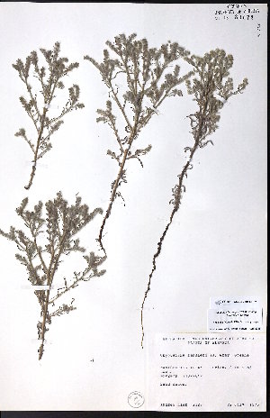  ( - CCDB-23954-D07)  @11 [ ] CreativeCommons - Attribution (2015) University of Alberta Herbarium University of Alberta Herbarium