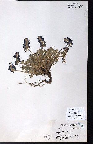  ( - CCDB-23954-D08)  @11 [ ] CreativeCommons - Attribution (2015) University of Alberta Herbarium University of Alberta Herbarium