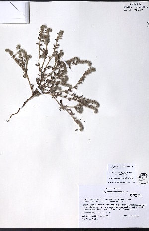  ( - CCDB-23954-E07)  @11 [ ] CreativeCommons - Attribution (2015) University of Alberta Herbarium University of Alberta Herbarium