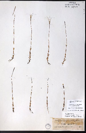  ( - CCDB-23954-E12)  @11 [ ] CreativeCommons - Attribution (2015) University of Alberta Herbarium University of Alberta Herbarium