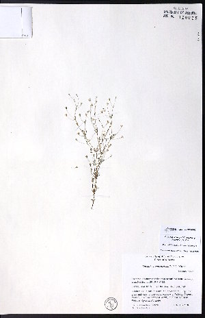  (Leptosiphon septentrionalis - CCDB-23954-F02)  @11 [ ] CreativeCommons - Attribution (2015) University of Alberta Herbarium University of Alberta Herbarium