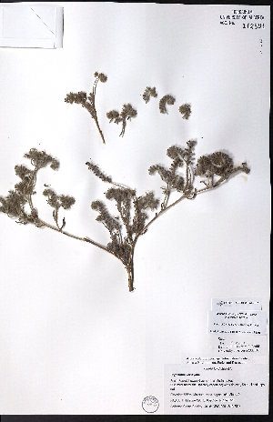  ( - CCDB-23954-F07)  @11 [ ] CreativeCommons - Attribution (2015) University of Alberta Herbarium University of Alberta Herbarium