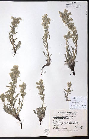  ( - CCDB-23954-F08)  @11 [ ] CreativeCommons - Attribution (2015) University of Alberta Herbarium University of Alberta Herbarium
