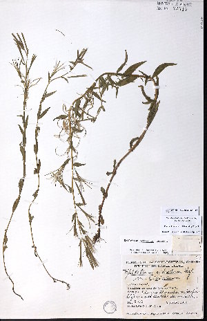  ( - CCDB-23954-F12)  @11 [ ] CreativeCommons - Attribution (2015) University of Alberta Herbarium University of Alberta Herbarium