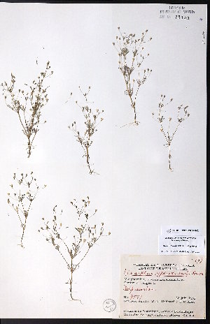  ( - CCDB-23954-G02)  @11 [ ] CreativeCommons - Attribution (2015) University of Alberta Herbarium University of Alberta Herbarium