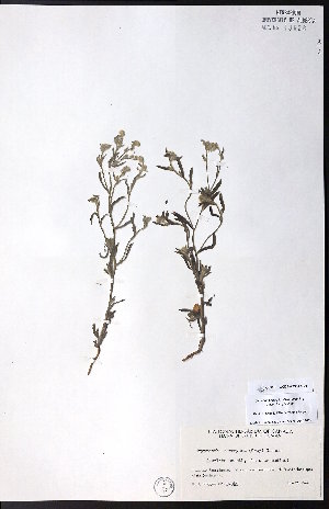  ( - CCDB-23954-G06)  @11 [ ] CreativeCommons - Attribution (2015) University of Alberta Herbarium University of Alberta Herbarium