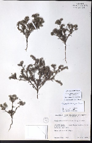  ( - CCDB-23954-G07)  @11 [ ] CreativeCommons - Attribution (2015) University of Alberta Herbarium University of Alberta Herbarium