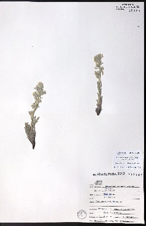  ( - CCDB-23954-G08)  @11 [ ] CreativeCommons - Attribution (2015) University of Alberta Herbarium University of Alberta Herbarium