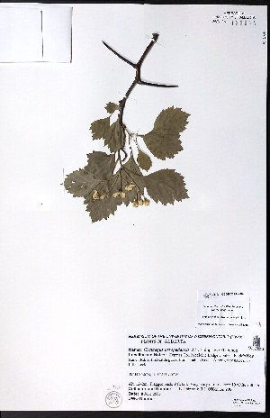  ( - CCDB-23954-G09)  @11 [ ] CreativeCommons - Attribution (2015) University of Alberta Herbarium University of Alberta Herbarium