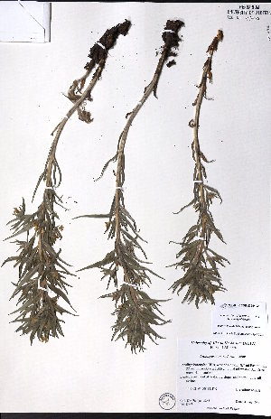  ( - CCDB-23954-G11)  @11 [ ] CreativeCommons - Attribution (2015) University of Alberta Herbarium University of Alberta Herbarium