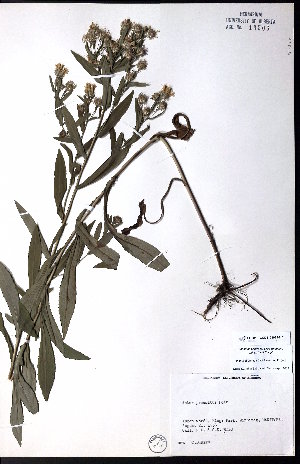  ( - CCDB-23954-H01)  @11 [ ] CreativeCommons - Attribution (2015) University of Alberta Herbarium University of Alberta Herbarium