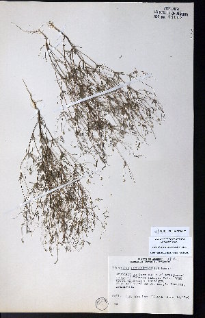  ( - CCDB-23954-H02)  @11 [ ] CreativeCommons - Attribution (2015) University of Alberta Herbarium University of Alberta Herbarium