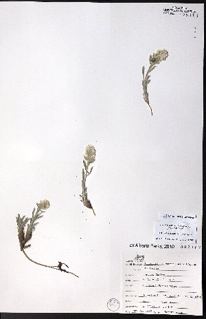  ( - CCDB-23954-H08)  @11 [ ] CreativeCommons - Attribution (2015) University of Alberta Herbarium University of Alberta Herbarium