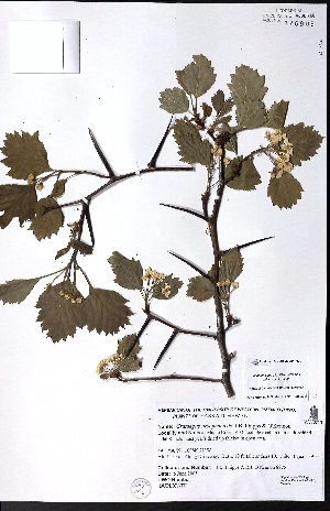  (Crataegus ursopedensis - CCDB-23954-H09)  @11 [ ] CreativeCommons - Attribution (2015) University of Alberta Herbarium University of Alberta Herbarium