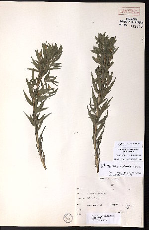  ( - CCDB-23954-H11)  @11 [ ] CreativeCommons - Attribution (2015) University of Alberta Herbarium University of Alberta Herbarium