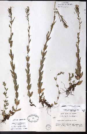  (Epilobium halleanum - CCDB-23954-H12)  @11 [ ] CreativeCommons - Attribution (2015) University of Alberta Herbarium University of Alberta Herbarium