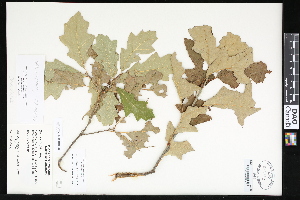  (Quercus ilicifolia - CCDB-23956-A02)  @11 [ ] CreativeCommons - Attribution (2015) Department of Agriculture Agriculture and Agri-Food Canada National Collection of Vascular Plants (DAO
