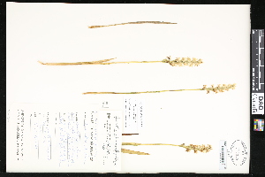  ( - CCDB-23956-A04)  @11 [ ] CreativeCommons - Attribution (2015) Department of Agriculture Agriculture and Agri-Food Canada National Collection of Vascular Plants (DAO