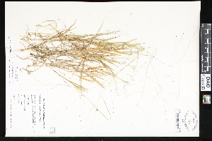  ( - CCDB-23956-A10)  @11 [ ] CreativeCommons - Attribution (2015) Department of Agriculture Agriculture and Agri-Food Canada National Collection of Vascular Plants (DAO