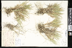  (Dichanthelium wilcoxianum - CCDB-23956-F10)  @11 [ ] CreativeCommons - Attribution (2015) Department of Agriculture Agriculture and Agri-Food Canada National Collection of Vascular Plants (DAO