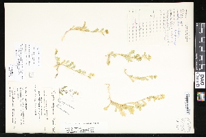  (Rorippa calycina - CCDB-23957-A02)  @11 [ ] CreativeCommons - Attribution (2015) Department of Agriculture Agriculture and Agri-Food Canada National Collection of Vascular Plants (DAO