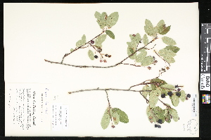  ( - CCDB-23957-A07)  @11 [ ] CreativeCommons - Attribution (2015) Department of Agriculture Agriculture and Agri-Food Canada National Collection of Vascular Plants (DAO