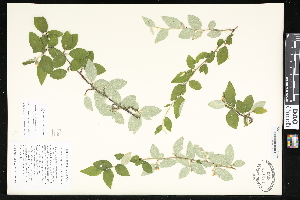  (Cotoneaster qungbixiensis - CCDB-23957-A08)  @11 [ ] CreativeCommons - Attribution (2015) Department of Agriculture Agriculture and Agri-Food Canada National Collection of Vascular Plants (DAO