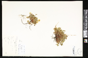  (Potentilla emarginata - CCDB-23957-A10)  @11 [ ] CreativeCommons - Attribution (2015) Department of Agriculture Agriculture and Agri-Food Canada National Collection of Vascular Plants (DAO