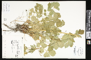  (Drymocallis arguta - CCDB-23957-C11)  @11 [ ] CreativeCommons - Attribution (2015) Department of Agriculture Agriculture and Agri-Food Canada National Collection of Vascular Plants (DAO