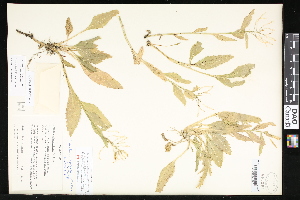  (Rorippa crystallina - CCDB-23957-D03)  @11 [ ] CreativeCommons - Attribution (2015) Department of Agriculture Agriculture and Agri-Food Canada National Collection of Vascular Plants (DAO